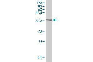 Western Blot detection against Immunogen (37 KDa) . (CHD8 抗体  (AA 1980-2078))