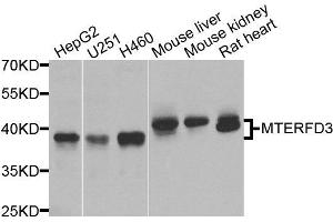 Western blot analysis of extracts of various cells, using MTERFD3 antibody. (MTERFD3 抗体)