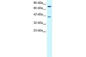 WB Suggested Anti-PCK1 Antibody Titration:  0.