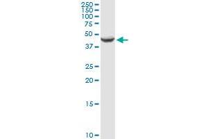 AMT MaxPab rabbit polyclonal antibody. (Aminomethyltransferase 抗体  (AA 1-289))