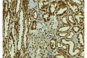 ABIN6278136 at 1/100 staining Mouse kidney tissue by IHC-P. (Calsyntenin 1 抗体  (C-Term))