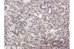 Immunoperoxidase of purified MaxPab antibody to NR2C2 on formalin-fixed paraffin-embedded human salivary gland. (TR4 抗体  (AA 1-530))