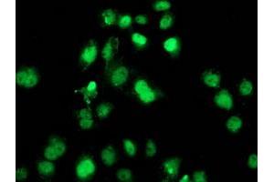 Anti-SAMHD1 mouse monoclonal antibody (ABIN2453936) immunofluorescent staining of COS7 cells transiently transfected by pCMV6-ENTRY SAMHD1 (RC206013). (SAMHD1 抗体)