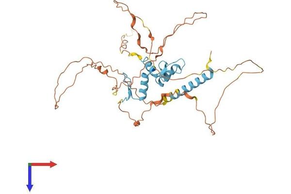 KLF17 Protein (AA 1-389) (His tag)