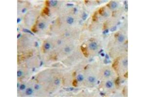 IHC-P analysis of Liver tissue, with DAB staining. (SIGLEC7 抗体  (AA 38-121))