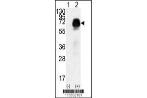 Western blot analysis of AMHR2 using rabbit polyclonal AMHR2 Antibody (N-term R80) using 293 cell lysates (2 ug/lane) either nontransfected (Lane 1) or transiently transfected with the AMHR2 gene (Lane 2). (AMHR2 抗体  (N-Term))