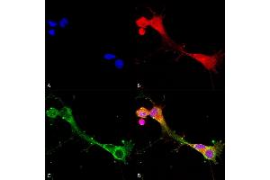 Immunocytochemistry/Immunofluorescence analysis using Mouse Anti-ASIC1 Monoclonal Antibody, Clone S271-44 (ABIN2483697). (ASIC1 抗体  (AA 460-526) (PE))