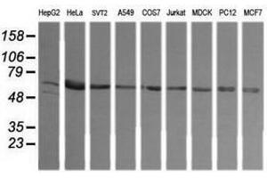 Image no. 2 for anti-TAP Binding Protein-Like (TAPBPL) antibody (ABIN1501299) (TAPBPL 抗体)