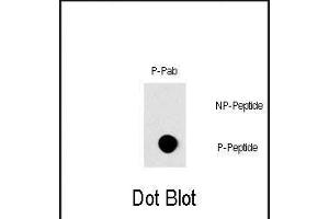 Dot blot analysis of Phospho-RAF1- Pab (Cat. (RAF1 抗体  (pSer296))