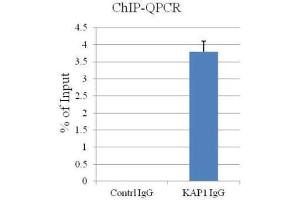 ChIP Image ChIP assay followed by QPCR on a known KAP1-binding region within the ZNF180 3’UTR (Mol Cell Biol, 2011, Lyengar et al)