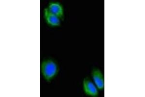 Immunofluorescent analysis of HepG2 cells using ABIN7175061 at dilution of 1:100 and Alexa Fluor 488-congugated AffiniPure Goat Anti-Rabbit IgG(H+L) (C5orf51 抗体  (AA 8-152))