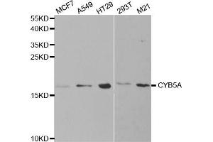 Western blot analysis of extracts of various cell lines, using CYB5A antibody (ABIN5973130) at 1/1000 dilution. (CYB5A 抗体)