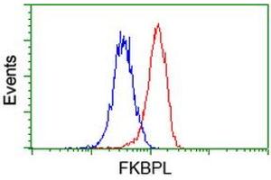 Flow cytometric Analysis of Hela cells, using anti-FKBPL antibody (ABIN2454034), (Red), compared to a nonspecific negative control antibody, (Blue). (FKBPL 抗体)