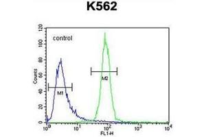 Flow cytometric analysis of K562 cells using OR52A1 Antibody (C-term) Cat. (OR52A1 抗体  (C-Term))