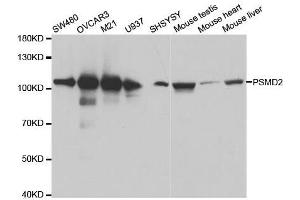 Western Blotting (WB) image for anti-Proteasome (Prosome, Macropain) 26S Subunit, Non-ATPase, 2 (PSMD2) (AA 1-260) antibody (ABIN3015813)