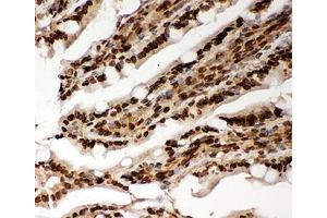 IHC-P testing of rat intestine tissue. (Lamin A/C 抗体  (AA 481-646))