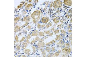 Immunohistochemistry of paraffin-embedded human stomach using BCR antibody. (BCR 抗体  (AA 1-300))