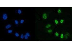 IF analysis of CTBP2 using anti-CTBP2 antibody (ABIN7601325). (CTBP2 抗体  (AA 321-445))