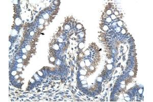 RNF121 antibody was used for immunohistochemistry at a concentration of 4-8 ug/ml to stain Epithelial cells of intestinal villus (arrows) in Human Intestine. (RNF121 抗体  (N-Term))