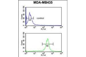 Flow cytometric analysis of MDA-MB435 cells (bottom histogram) compared to a negative control cell (top histogram). (GSTK1 抗体  (AA 93-120))