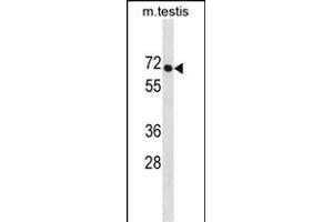 PLD3 Antibody (N-term) (ABIN1881659 and ABIN2838780) western blot analysis in mouse testis tissue lysates (35 μg/lane). (PLD3 抗体  (N-Term))