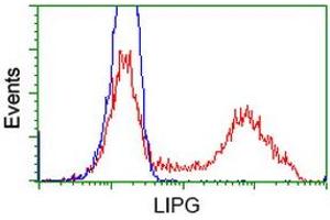 Flow Cytometry (FACS) image for anti-Lipase, Endothelial (LIPG) antibody (ABIN1499160) (LIPG 抗体)