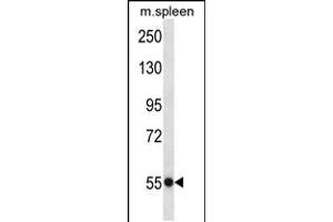 Western blot analysis in mouse spleen tissue lysates (35ug/lane). (USP40 抗体  (N-Term))
