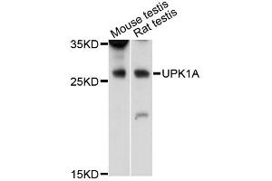 Western blot analysis of extracts of various cell lines, using UPK1A antibody (ABIN6291372) at 1:3000 dilution. (UPK1A 抗体)