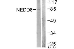 Western Blotting (WB) image for anti-Neural Precursor Cell Expressed, Developmentally Down-Regulated 8 (NEDD8) (N-Term) antibody (ABIN1848828) (NEDD8 抗体  (N-Term))