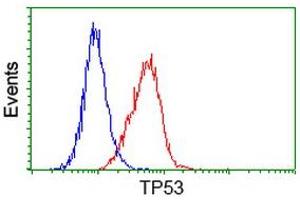 Image no. 7 for anti-Tumor Protein P53 (TP53) antibody (ABIN1499973) (p53 抗体)