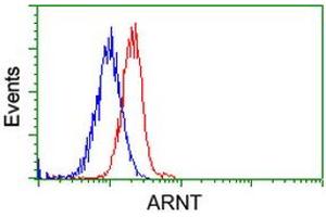 Image no. 9 for anti-Aryl Hydrocarbon Receptor Nuclear Translocator (ARNT) antibody (ABIN1496729) (ARNT 抗体)
