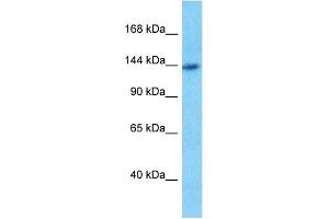 Western Blotting (WB) image for anti-Phosphoribosylformylglycinamidine Synthase (PFAS) (N-Term) antibody (ABIN2782529)