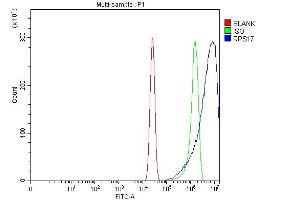 Flow Cytometry analysis of A431 cells using anti-RPS17 antibody (ABIN7598984).