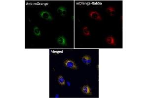 Immunofluorescence (IF) image for anti-mOrange Fluorescent Protein antibody (ABIN7273075) (mOrange Fluorescent Protein 抗体)