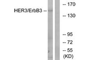 Western blot analysis of extracts from 293 cells, using HER3 (Ab-1222) Antibody. (ERBB3 抗体  (AA 1191-1240))