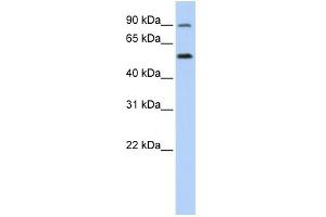 WB Suggested Anti-SLC41A1 Antibody Titration:  0. (SLC41A1 抗体  (N-Term))