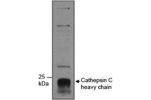 Western blot testing of human neutrophils lysate with Cathepsin C antibody at 1ug/ml. (CTSC 抗体)