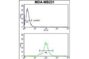 Flow cytometry analysis of MDA-MB231 cells (bottom histogram) compared to a negative control cell (top histogram). (RPGRIP1 抗体  (AA 530-557))