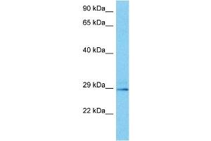 Western Blotting (WB) image for anti-NK2 Homeobox 8 (NKX2-8) (C-Term) antibody (ABIN2777459)