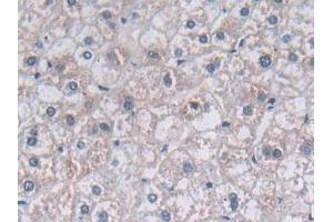 Immunohistochemistry (IHC) image for anti-Paraoxonase 3 (PON3) (AA 2-354) antibody (ABIN7435385)