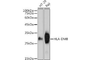 Western blot analysis of extracts of various cell lines, using HLA-DMB antibody (ABIN7268368) at 1:1000 dilution. (HLA-DMB 抗体)