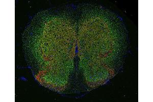 Indirect immunofluorescence labeling of PFA fixed, paraffin embedded mouse spinal cord with anti-GlyT 2 (dilution 1 : 500; green) and guinea pig anti-VGluT 2 (cat. (SLC6A5 抗体  (AA 1-229))