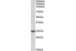 AP23225PU-N RAN antibody staining of Human Testis lysate at 1 µg/ml (35µg protein in RIPA buffer). (RAN 抗体  (C-Term))