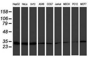 Image no. 2 for anti-Proteasome (Prosome, Macropain) Subunit, beta Type, 7 (PSMB7) (AA 58-277) antibody (ABIN1491600) (PSMB7 抗体  (AA 58-277))