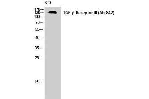 Western Blotting (WB) image for anti-Transforming Growth Factor, beta Receptor III (TGFBR3) (Tyr160) antibody (ABIN3177700) (TGFBR3 抗体  (Tyr160))