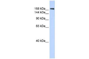 Western Blotting (WB) image for anti-Contactin Associated Protein 1 (CNTNAP1) antibody (ABIN2458937) (CNTNAP1 抗体)