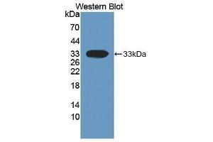 Western Blotting (WB) image for anti-Dickkopf Homolog 1 (DKK1) (AA 33-266) antibody (ABIN1864087) (DKK1 抗体  (AA 33-266))