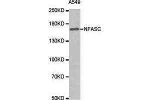 Western Blotting (WB) image for anti-Neurofascin (NFASC) antibody (ABIN1873888) (NFASC 抗体)
