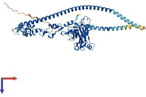 AlphaFold protein structure predicition of Mouse Recombinant Traf3 Protein, UniprotID Q60803 (TRAF3 Protein (AA 1-567) (His tag))