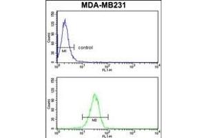GAB2 Antibody (N-term) (ABIN1881358 and ABIN2841102) flow cytometry analysis of MDA-M cells (bottom histogram) compared to a negative control cell (top histogram). (GAB2 抗体  (N-Term))
